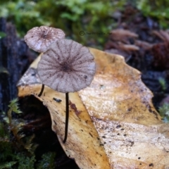 Marasmius sp. (Horse hair fungus) at Kianga, NSW - 26 Jul 2019 by Teresa