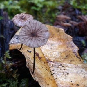 Marasmius sp. at Box Cutting Rainforest Walk - 27 Jul 2019