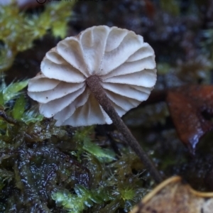 Marasmius sp. at Box Cutting Rainforest Walk - 27 Jul 2019