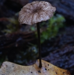 Marasmius sp. at Box Cutting Rainforest Walk - 27 Jul 2019 12:00 AM