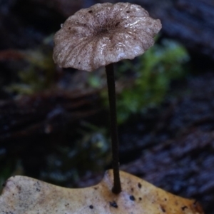 Marasmius sp. at Box Cutting Rainforest Walk - 27 Jul 2019