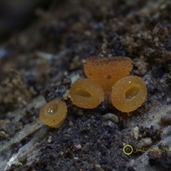 zz – ascomycetes - apothecial (Cup fungus) at Box Cutting Rainforest Walk - 26 Jul 2019 by Teresa