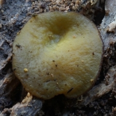 zz – ascomycetes - apothecial (Cup fungus) at Bodalla State Forest - 26 Jul 2019 by Teresa