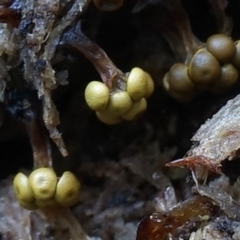 Oligonema verrucosum at Box Cutting Rainforest Walk - 27 Jul 2019 by Teresa