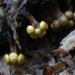 Trichia verrucosa at Box Cutting Rainforest Walk - 26 Jul 2019 by Teresa