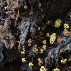 Oligonema verrucosum at suppressed - suppressed