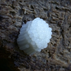 Stemonitis sp. (genus) (A slime mould) at Box Cutting Rainforest Walk - 22 Jul 2019 by Teresa