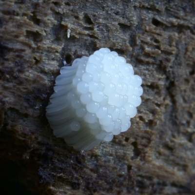 Stemonitis sp. (genus) (A slime mould) at Kianga, NSW - 22 Jul 2019 by Teresa