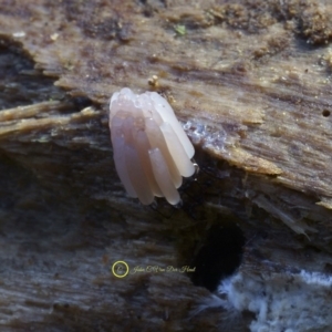 Stemonitis sp. (genus) at Kianga, NSW - 23 Jul 2019