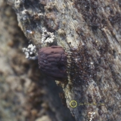 Stemonitis sp. (genus) at Kianga, NSW - 23 Jul 2019