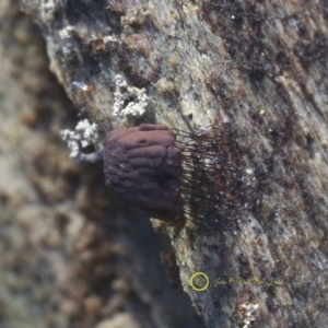 Stemonitis sp. (genus) at Kianga, NSW - 23 Jul 2019