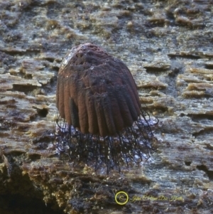 Stemonitis sp. (genus) at Kianga, NSW - 23 Jul 2019