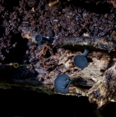 Lanzia lanaripes (Black tacks) at Kianga, NSW - 20 Jul 2019 by Teresa