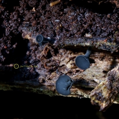 Lanzia lanaripes (Black tacks) at Kianga, NSW - 21 Jul 2019 by Teresa