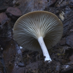 Clitocybe s.l. at Box Cutting Rainforest Walk - 20 Jul 2019 by Teresa