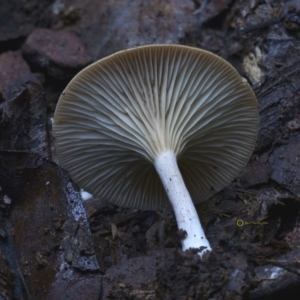 Clitocybe s.l. at Kianga, NSW - 21 Jul 2019