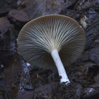 Clitocybe s.l. at Kianga, NSW - 20 Jul 2019 by Teresa