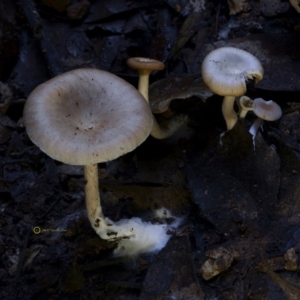 Clitocybe s.l. at Kianga, NSW - 21 Jul 2019