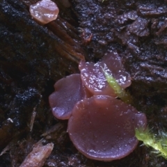 Ascocoryne sarcoides (Purple Jellydisc) at Box Cutting Rainforest Walk - 21 Jul 2019 by Teresa