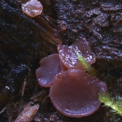 Ascocoryne sarcoides (Purple Jellydisc) at Bodalla State Forest - 20 Jul 2019 by Teresa