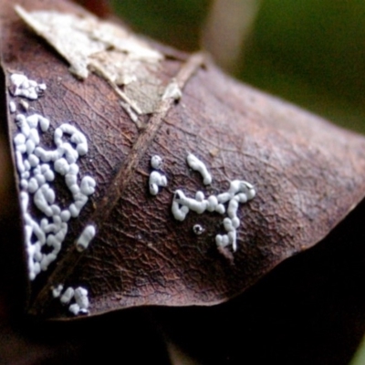 Diderma spumarioides at Box Cutting Rainforest Walk - 14 Apr 2011 by Teresa