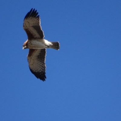Hieraaetus morphnoides (Little Eagle) by roymcd