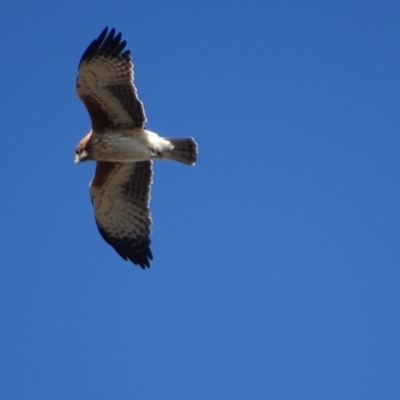 Hieraaetus morphnoides (Little Eagle) at Red Hill, ACT - 28 Jul 2019 by roymcd