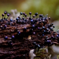 Lamproderma arcyrionema at Bodalla State Forest - 28 Jun 2008 by Teresa