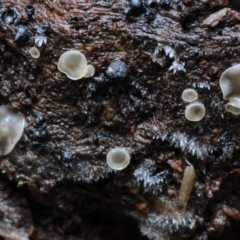 Mollisia sp. at Kianga, NSW - 21 Jan 2019 by Teresa