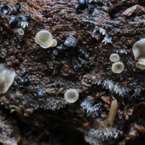Mollisia sp. at Kianga, NSW - 21 Jan 2019 12:00 AM