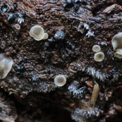 Mollisia sp. at Bodalla State Forest - 20 Jan 2019 by Teresa