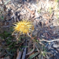 Coronidium oxylepis subsp. lanatum (Woolly Pointed Everlasting) at Oallen, NSW - 12 Jun 2019 by JanetRussell