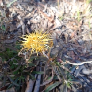 Coronidium oxylepis subsp. lanatum at Oallen, NSW - 12 Jun 2019