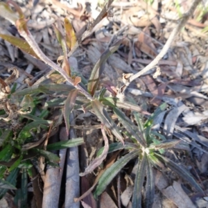 Coronidium oxylepis subsp. lanatum at Oallen, NSW - 12 Jun 2019 11:25 AM