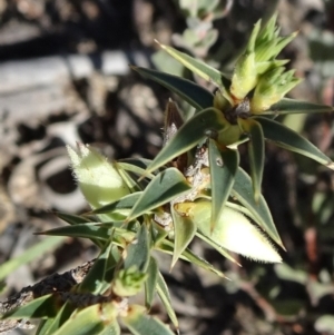 Melichrus urceolatus at Oallen, NSW - 12 Jun 2019