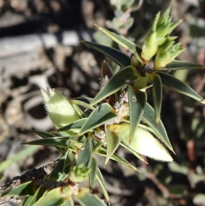 Melichrus urceolatus (Urn Heath) at Oallen, NSW - 12 Jun 2019 by JanetRussell