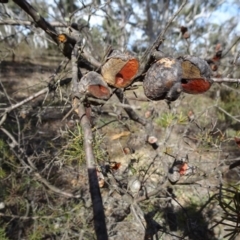 Hakea sericea (Needlebush) at Oallen, NSW - 12 Jun 2019 by JanetRussell