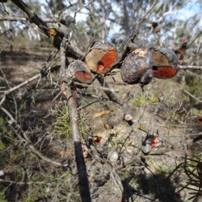 Hakea sericea (Needlebush) at Oallen, NSW - 12 Jun 2019 by JanetRussell