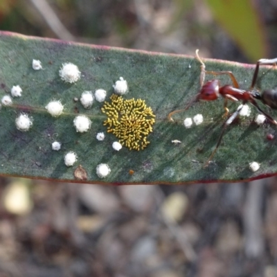 Iridomyrmex purpureus (Meat Ant) at Oallen, NSW - 12 Jun 2019 by JanetRussell