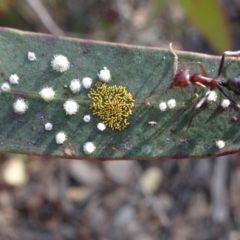 Iridomyrmex purpureus (Meat Ant) at Oallen, NSW - 12 Jun 2019 by JanetRussell