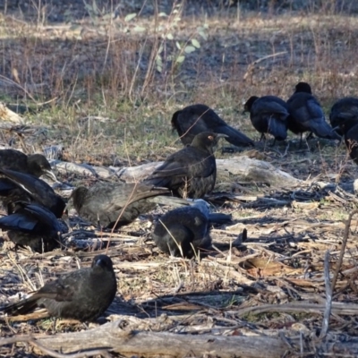 Corcorax melanorhamphos (White-winged Chough) at Isaacs Ridge - 28 Jul 2019 by Mike