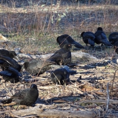 Corcorax melanorhamphos (White-winged Chough) at Isaacs Ridge and Nearby - 28 Jul 2019 by Mike