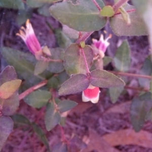 Correa sp. at Isaacs Ridge - 28 Jul 2019 03:55 PM