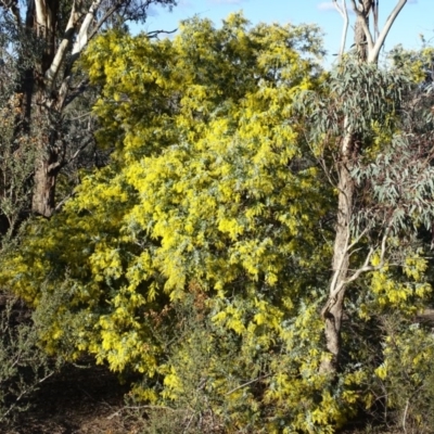 Acacia baileyana (Cootamundra Wattle, Golden Mimosa) at Jerrabomberra, ACT - 28 Jul 2019 by Mike