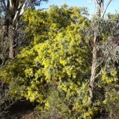 Acacia baileyana (Cootamundra Wattle, Golden Mimosa) at Jerrabomberra, ACT - 28 Jul 2019 by Mike