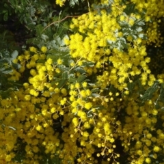 Acacia baileyana at Jerrabomberra, ACT - 28 Jul 2019