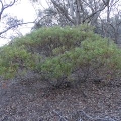 Acacia longifolia subsp. longifolia (sallow or Sydney golden wattle) at Isaacs Ridge - 28 Jul 2019 by Mike