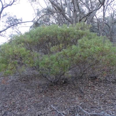 Acacia longifolia subsp. longifolia (Sydney Golden Wattle) at Isaacs Ridge and Nearby - 28 Jul 2019 by Mike