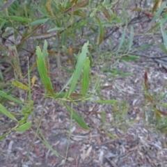 Acacia longifolia subsp. longifolia at Isaacs Ridge - 28 Jul 2019
