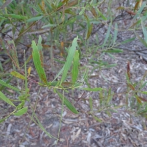 Acacia longifolia subsp. longifolia at Isaacs Ridge - 28 Jul 2019 03:05 PM